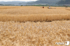 황금물결 보리밭