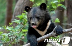 경주 첨성대에 새끼 반달가슴곰 출현…소방대에 구조