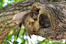 천연기념물 323호 황조롱이의 육아일기