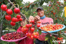 몸에 좋고 맛도 좋은 고랭지 체리