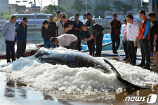바다의 로또 밍크고래