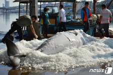밍크고래 얼마에 팔릴까