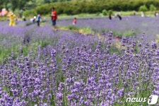 광양 사라실 라벤더 치유정원으로 오세요