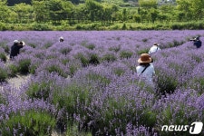 광양 사라실 라벤더 치유정원으로 오세요