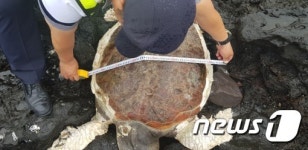 서귀포 표선면 해안가서 국제보호종 붉은바다거북 사체 발견