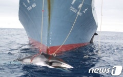 환경단체 일본 정부는 모든 종류의 고래잡이 중단하라