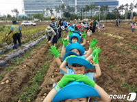 성남시 “흙 속에 알알이 영근 감자 캐러 오세요” 