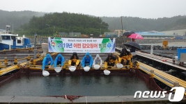 갑오징어 수정란 대량 확보 성공…경남수산자원연구소