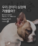 [펫카드] 강아지 건강 위협하는 심장사상충의 모든 것