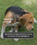 [펫카드] 강아지 건강 위협하는 심장사상충의 모든 것