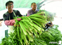 신선한 거창 미나리 최고