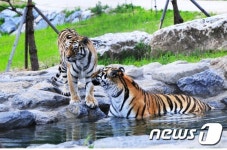 국립백두대간수목원, 호랑이숲 생태해설프로그램 운영 