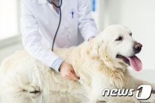 반려동물 등록, 1일부터 자진신고…과태료 면제받으려면 서둘러야