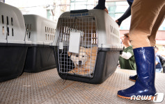 개시장에서 구조됐어요