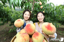 복숭아 유미 맛있어요!