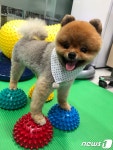 [기고] 강아지 슬개골 탈구만? 노령동물도 재활치료 중요