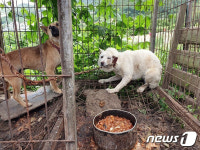 학대 의혹 개농장