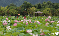 상림연꽃 단지 찾은 관광객