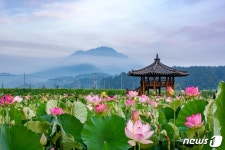 연꽃의 계절...경남 창원, 함안으로 오세요