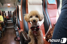 반려견과 버스 타고 해수욕…펫츠고트래블, 멍비치 상품 출시