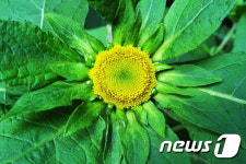 천상의 화원 대덕산…여름철 야생화 보러 오세요