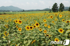고창학원농장, 100일간 화려한 형형색색 꽃잔치     