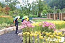 국립백두대간수목원 ‘봉자 페스티벌’… 핑크빛 야생화 들녘
