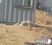 [가족의 발견(犬)] 공사장 컨테이너 밑에서 새끼들 돌보던 어미개