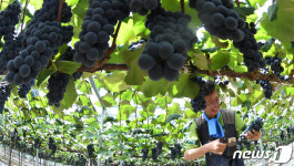 싱싱한 거창 포도