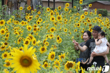 해바라기 세상에 왔어요