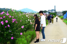 제천시 청전동 솔방죽에 무궁화 꽃이 피었습니다