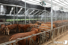 더위 식히는 한우들