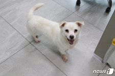 [가족의 발견(犬)] 부산 구포개시장에서 구조된 강아지