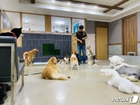 휴가철 관광업 뺨치는 반려동물 위탁업 호황