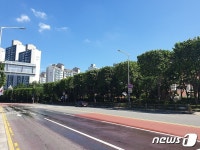 군포시 가로수 사각형으로 싹둑…독특하네