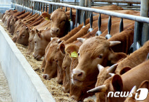 강화군, 가축재해보험 80% 지원 