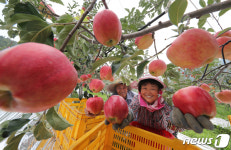 추석용 홍로사과 수확