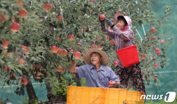 품질좋은 함양산 사과 수확