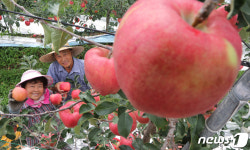 탐스런 홍로 사과 수확