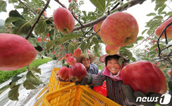 폭염 이겨낸 사과 수확해요