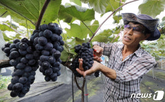 이틀 앞으로 다가온 처서