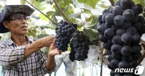다가오는 처서, 포도도 맛있게 있었습니다