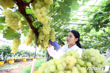 포도 청수 수확하는 국립원예특작과학원 연구원들