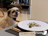 [펫화보]우리도 코스요리 먹어요…개슐랭 식당 찾은 반려견들