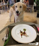 [펫화보]우리도 코스요리 먹어요…개슐랭 식당 찾은 반려견들