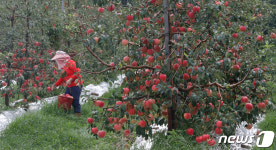 수확 서두르는 예산 사과 농장