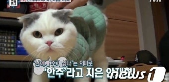 구혜선-안재현 파경 위기, 반려묘 '안주' 양육권 누구 손에?