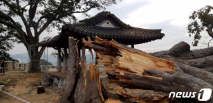 태풍 링링때문에...500년 느티나무 두 동강