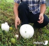 진주 감농장서 희귀종 댕구알버섯 발견…농진청 공식 확인