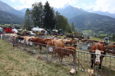 [통신One]가축들의 천국 알프스에선 소들이 런웨이 선다